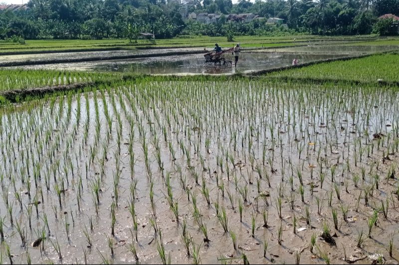 Ingat! Sawah Adalah Warisan Peradaban yang Tak Mudah Dibangun
