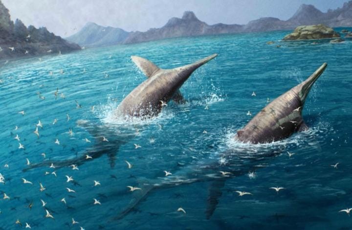 80-Foot Sea Monster: Killer Whale Time