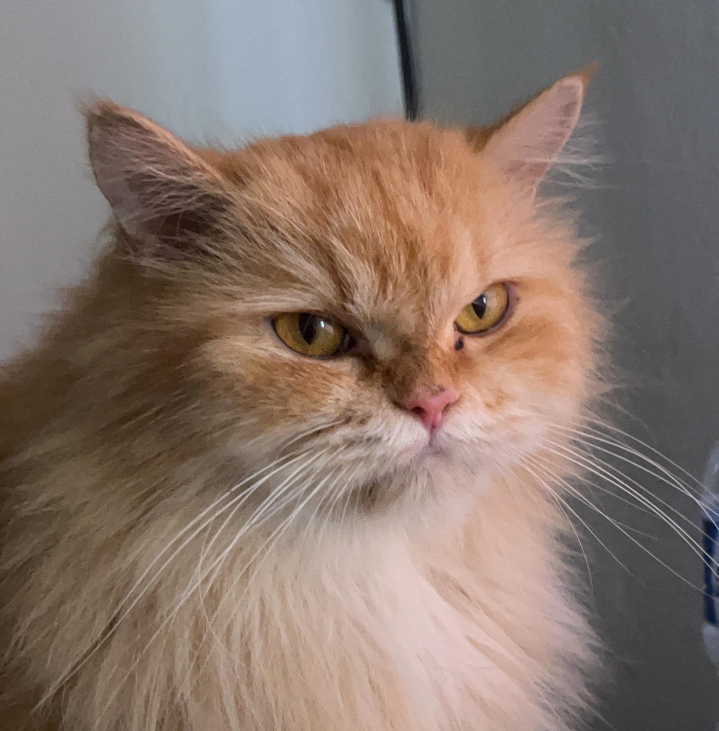 Kitty 101: How to Properly Take Care of your Feline | NNC Netralnews
