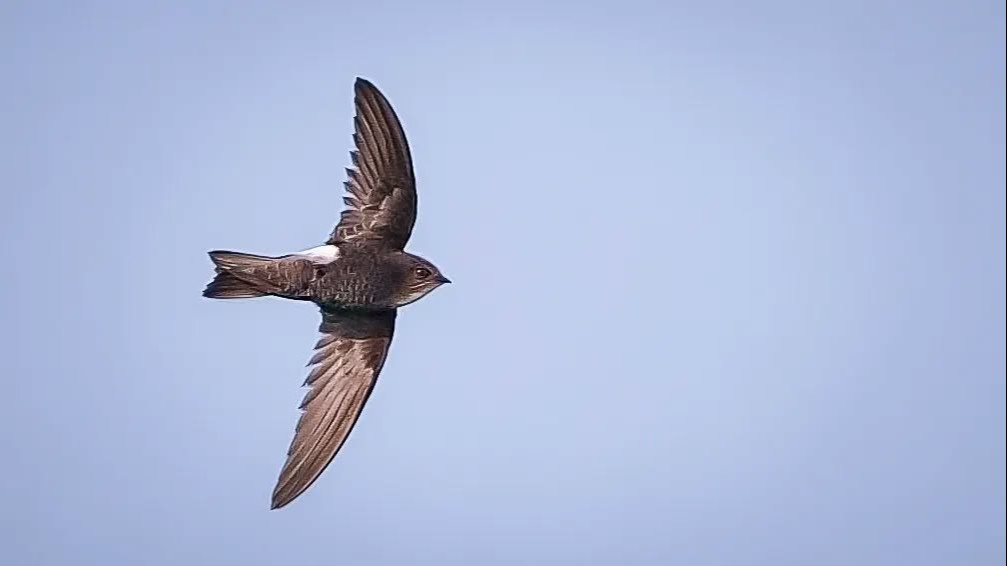 Seekor Burung Kapinis Sedang Terbang