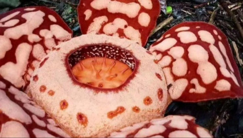 Mengenal Rafflesia hasseltii, Bunga Raksasa Langka yang Hanya Tumbuh di ...