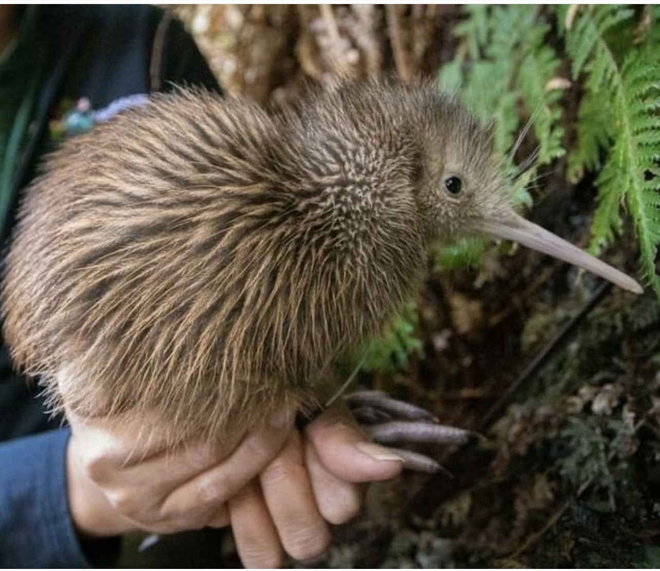 Melongok Burung Kiwi yang Tak Bisa Terbang, Hanya Ada di Tempat Wisata Ini  | NNC Netralnews