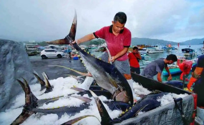 Biak Jadi Pusat Ekspor Tuna Segar Bakal Mengalirkan Kemakmuran Masyarakat  Papua | NNC Netralnews