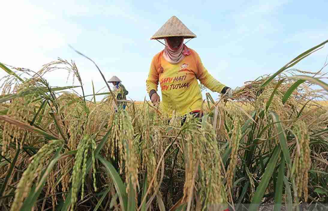 Tuban: Dari Lumbung Pangan Lokal Menuju Pusat Ketahanan Pangan Nasional