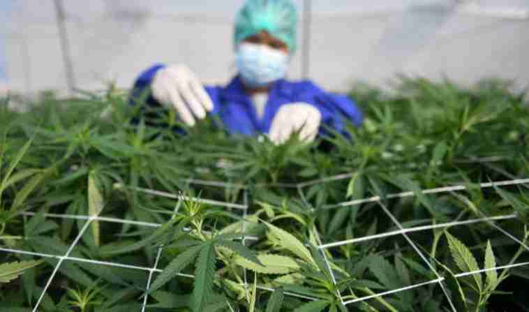 Terkait Wacana Legalisasi Ganja untuk Medis, Polri Bilang Begini