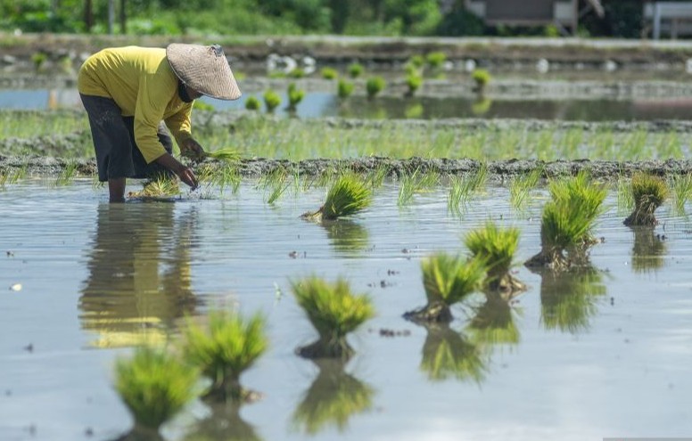 Program Swasembada Pangan Dorong Terciptanya Lapangan Kerja