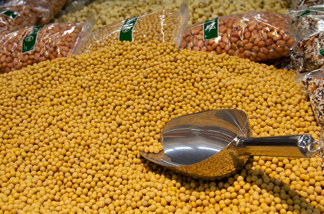 Consuming Excessive Soybeans during Pregnancy May be Bad for Your Baby