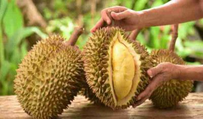 Durian Tinggi Kolesterol Mitos Atau Fakta Ini Kata Ahli Gizi Nnc