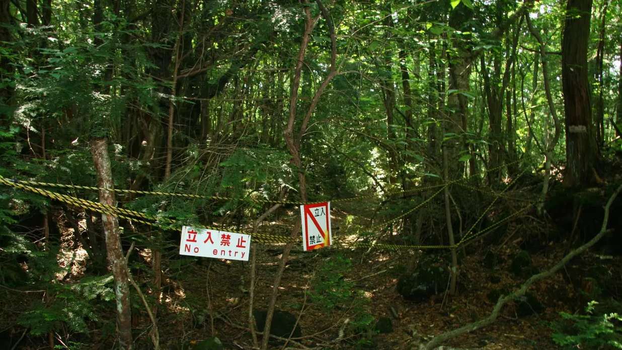 8 Fakta Hutan Aokigahara, Tempat Wisata Yang Indah dan Angker 