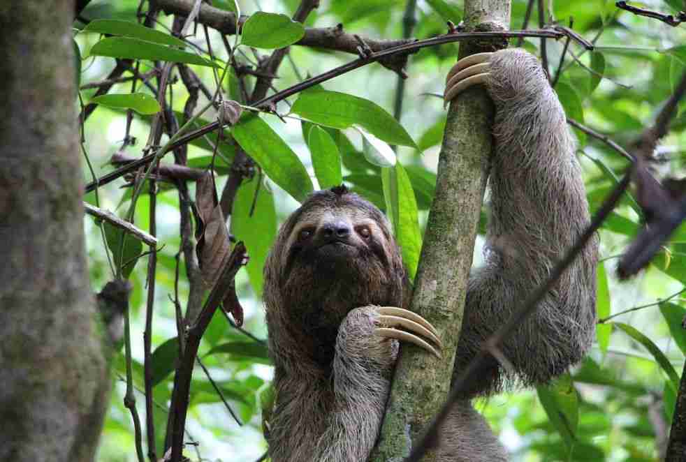 Ini 5 Fakta Unik Sloth, Hewan Pemalas yang Suka Tidur NNC Netralnews