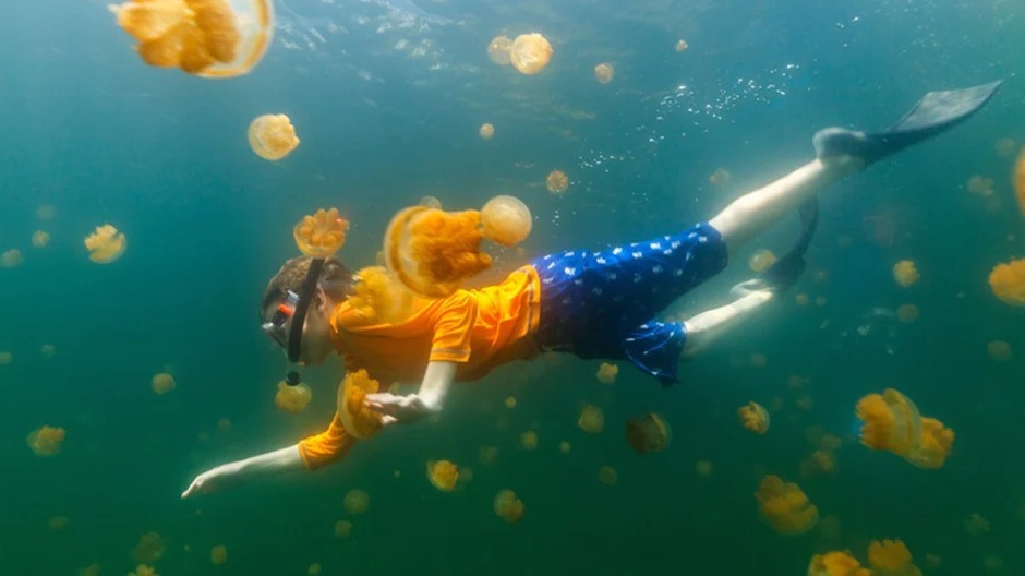 Berenang Bersama Ubur ?ubur Tanpa Sengat di Danau Kakaban Indonesia, Hanya 2 di Dunia